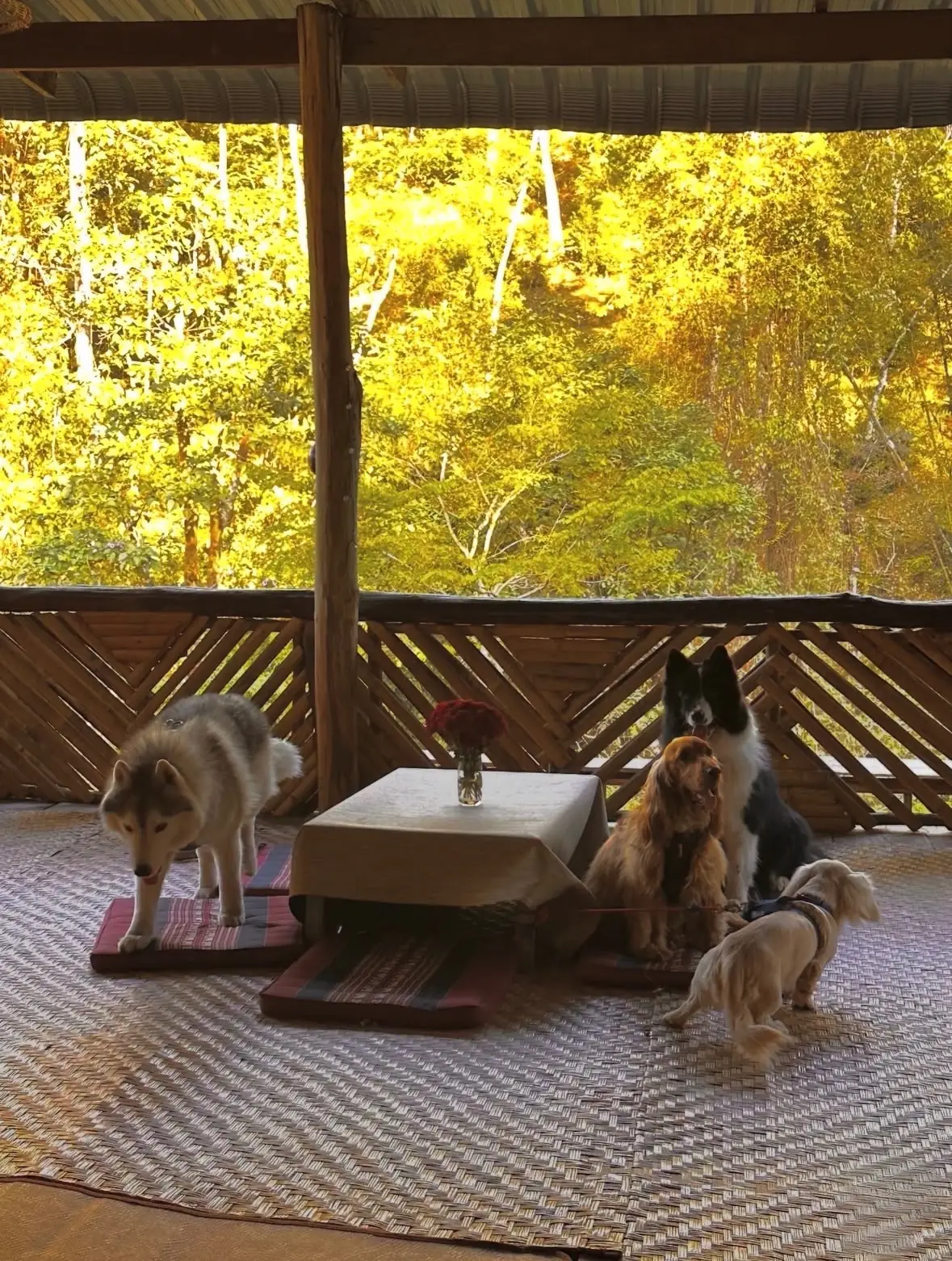 บ้านสามหลังกลางป่า ไร่ชาบ้านปางตาดโฮมสเตย์ pets image 2