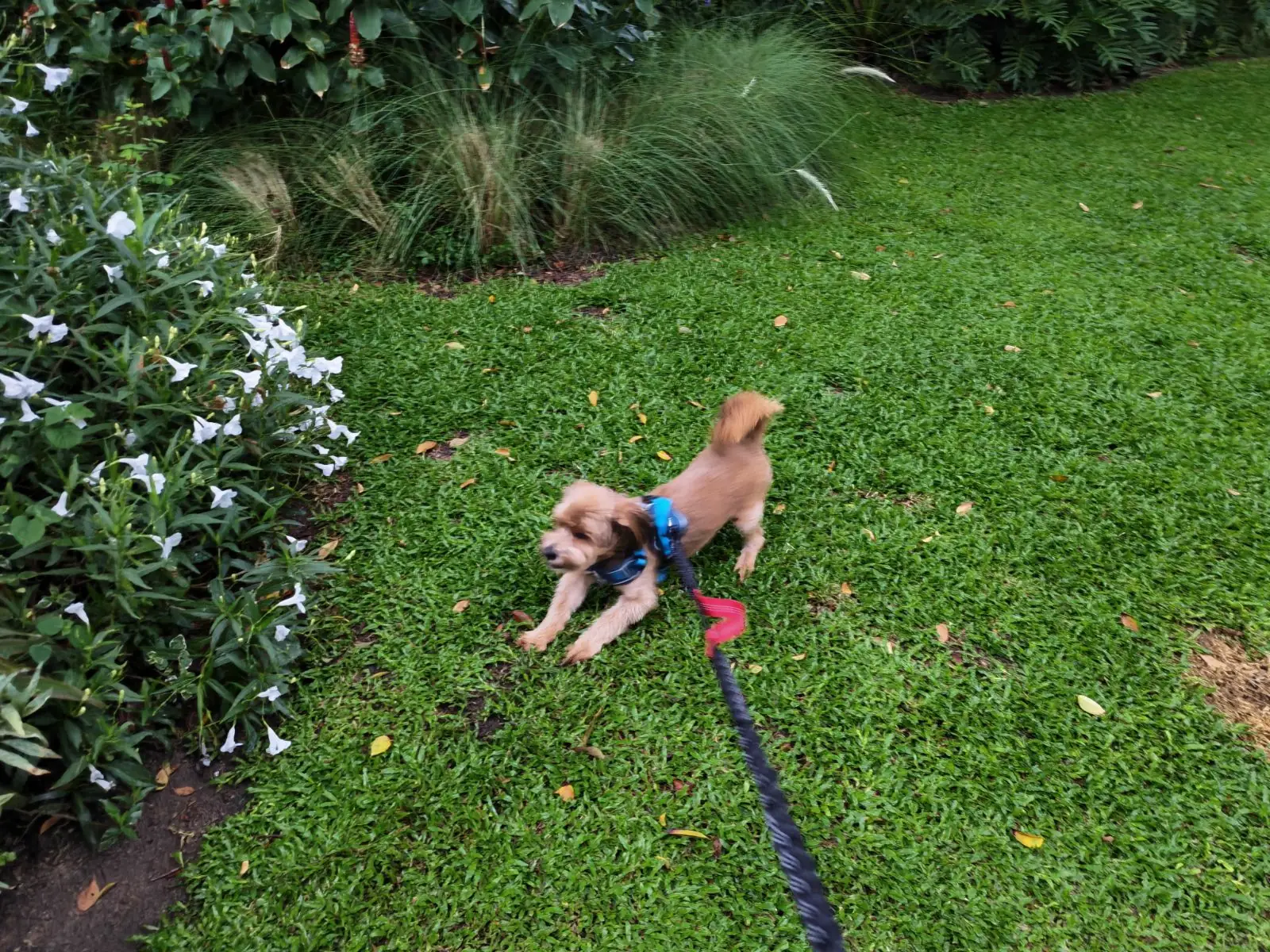 Mercure Rayong - Lomtalay Villa and Resort pets image 2