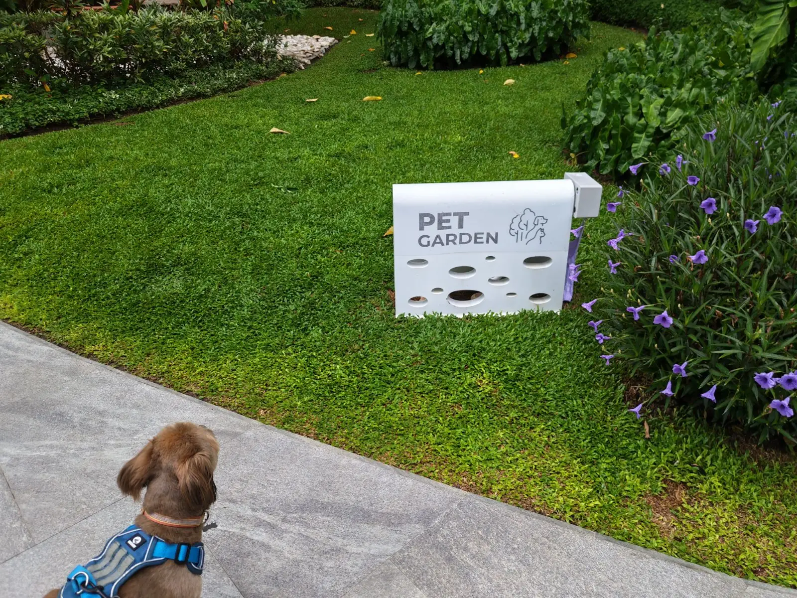 Mercure Rayong - Lomtalay Villa and Resort pets image 3