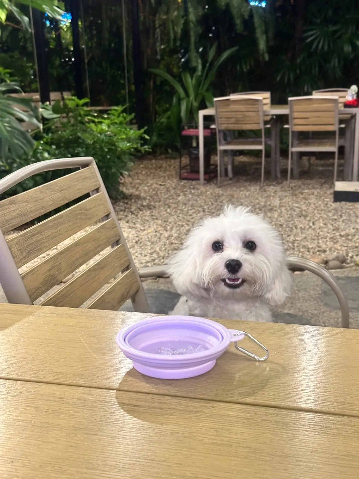 Whip Cafe - Bang Saen pets image 1
