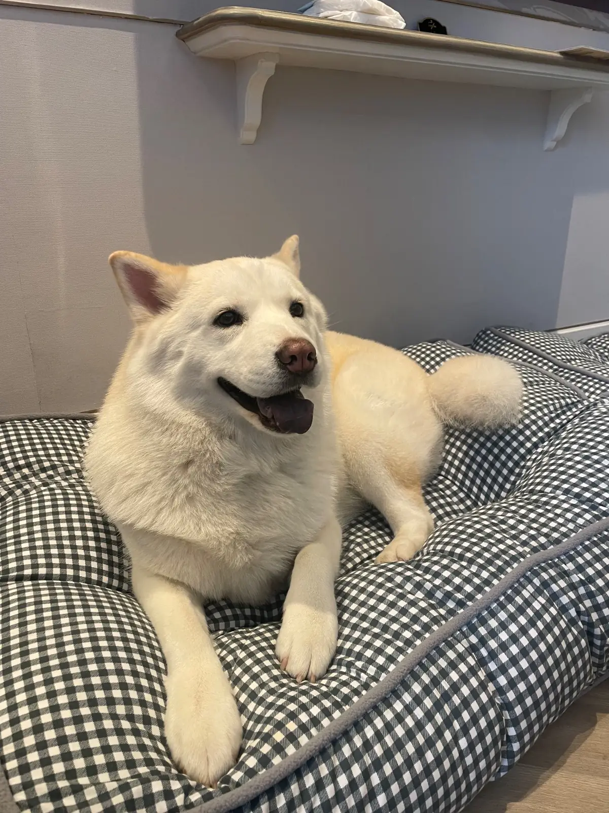 เดอะสลิล pets image 1