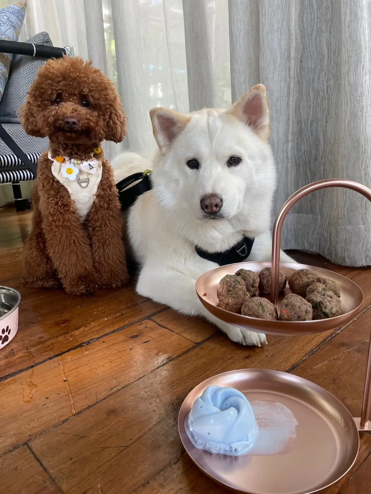 เดอะสลิล pets image 3