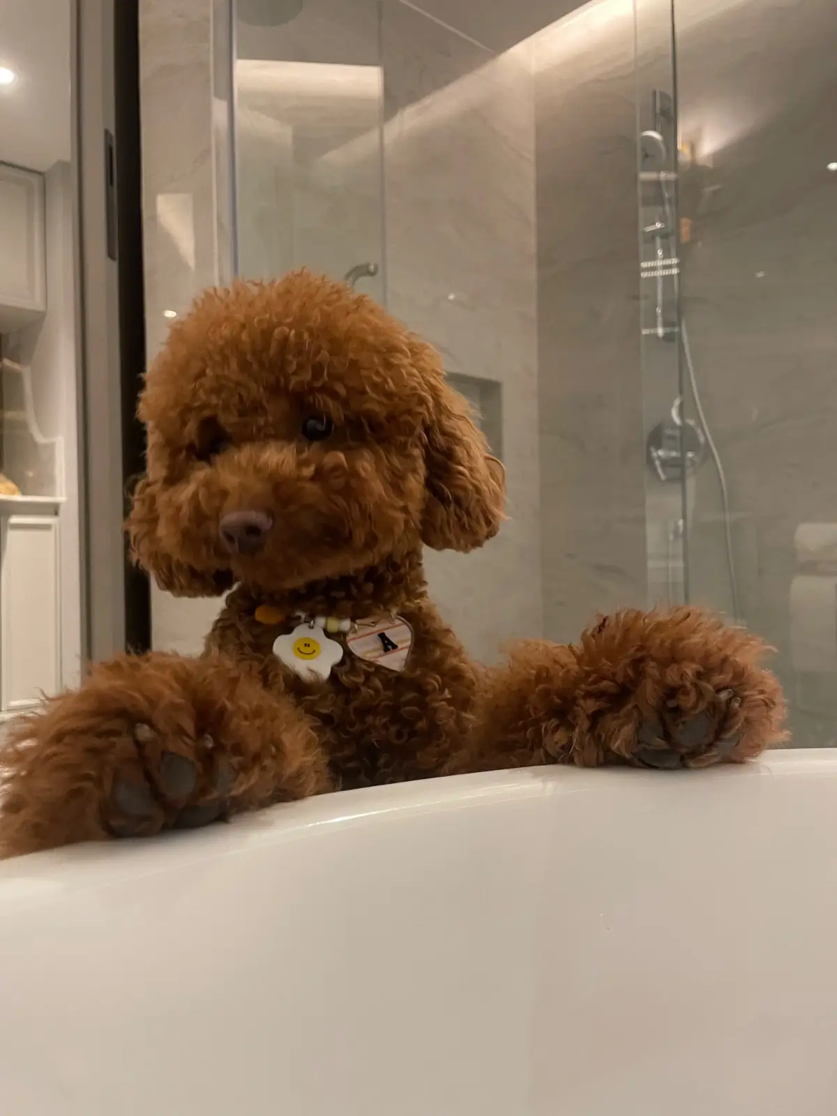 เดอะสลิล pets image 2