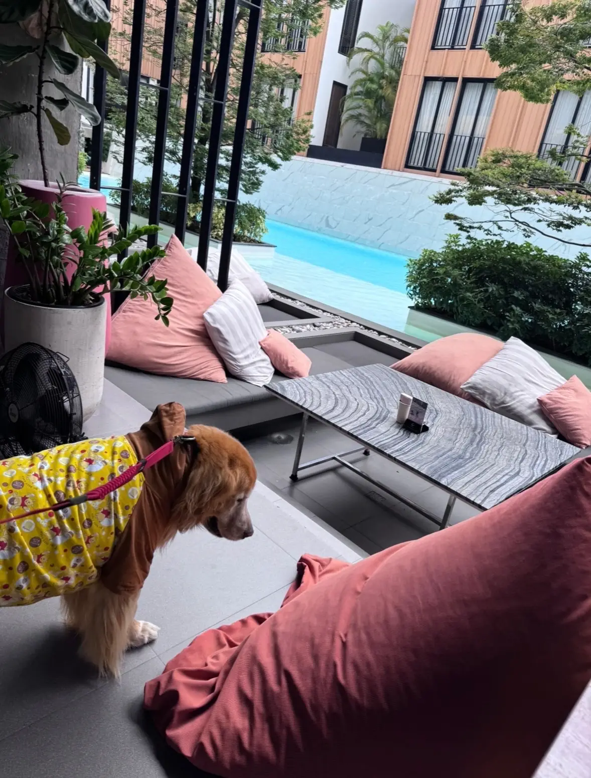 Baby Bar Bangkok pets image 2