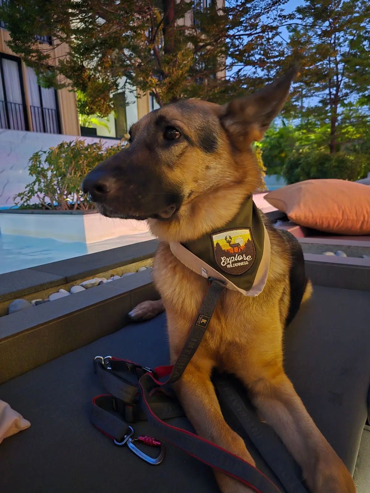 Baby Bar Bangkok pets image 5