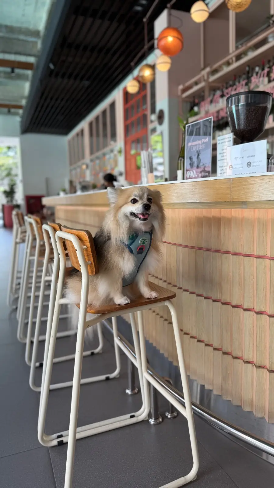Baby Bar Bangkok pets image 4