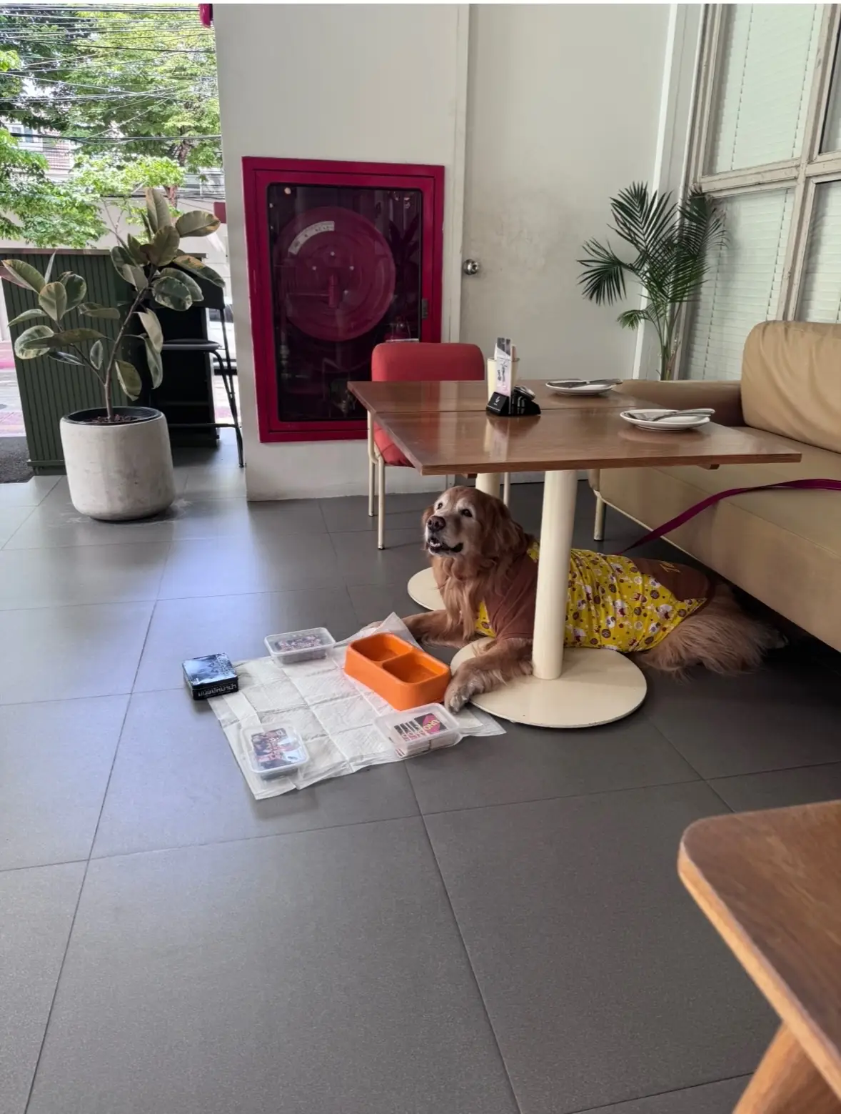 Baby Bar Bangkok pets image 1