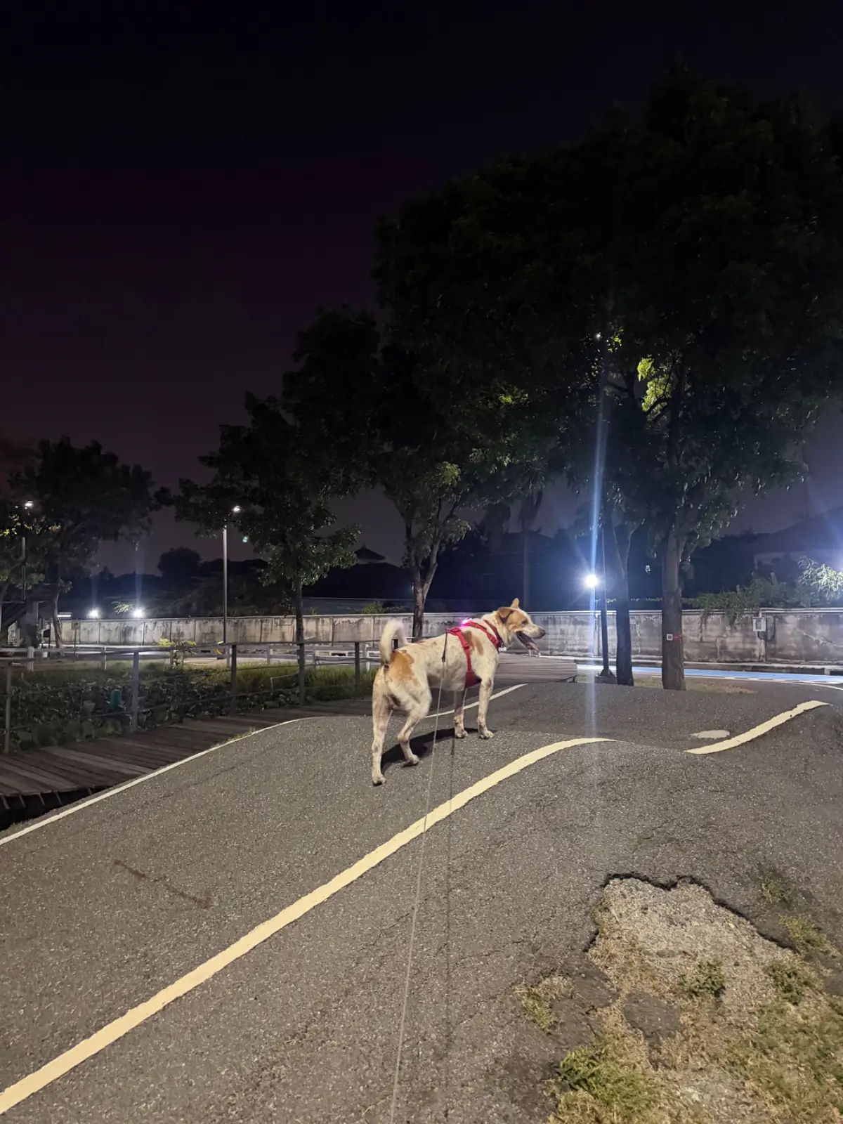 Siangpure Park pets image 2