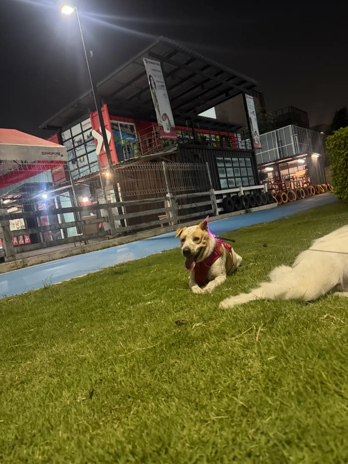 Siangpure Park pets image 4