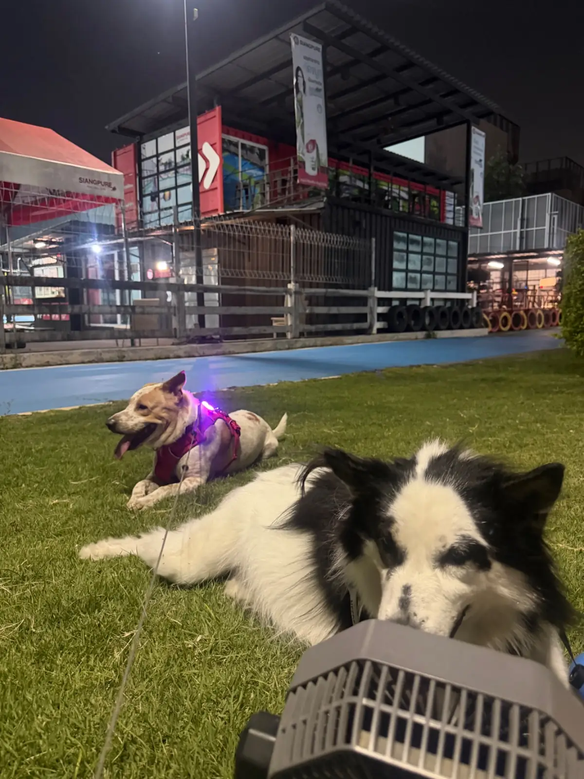 Siangpure Park pets image 3