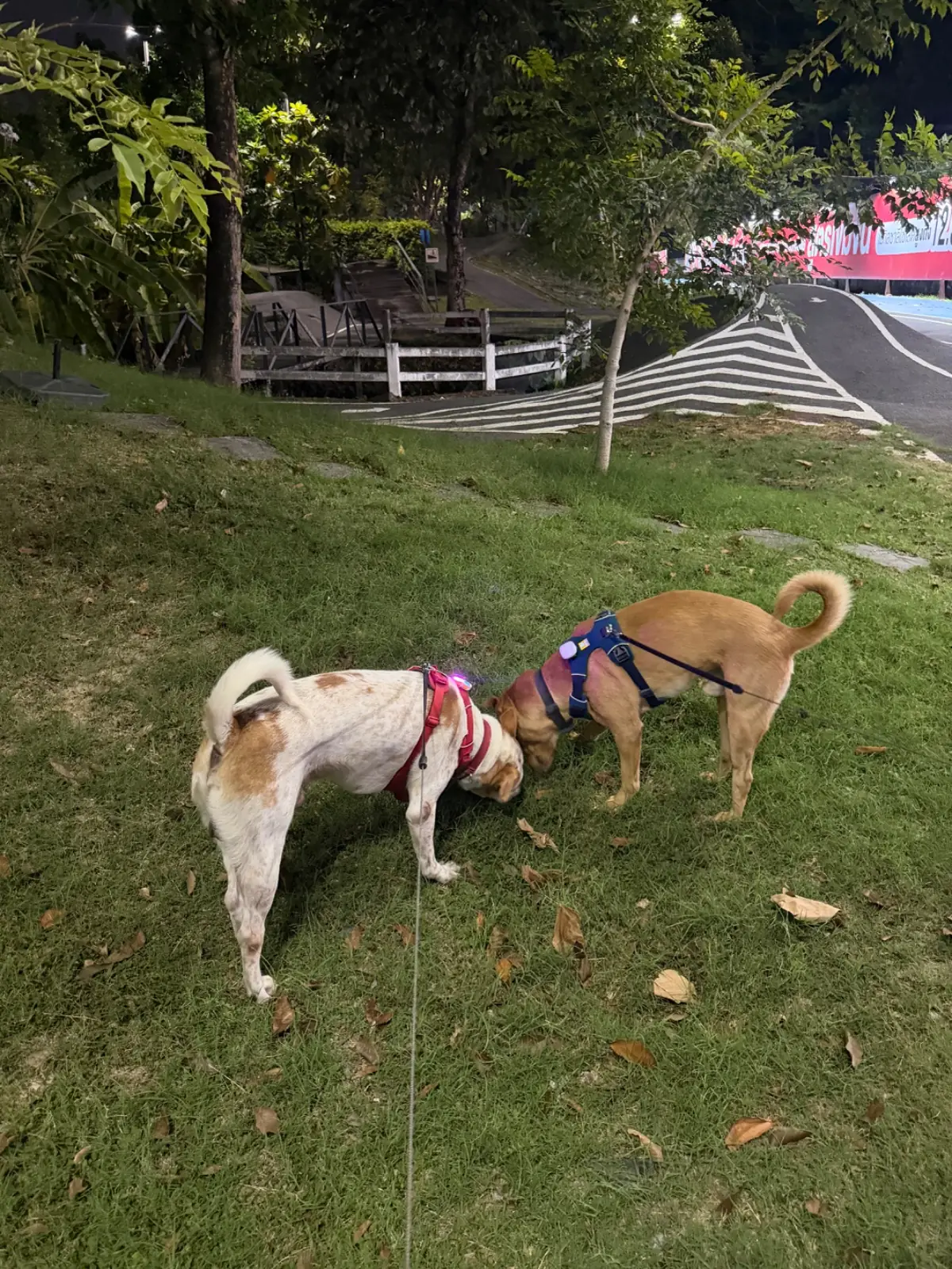 Siangpure Park pets image 1