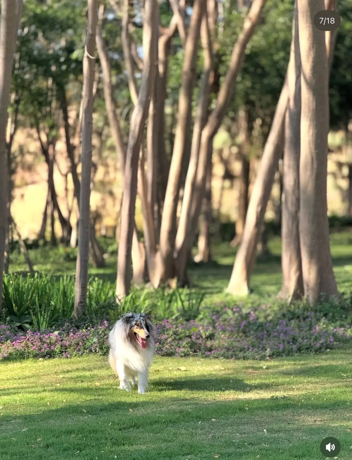 ไร่ภูนับดาว pets image 3