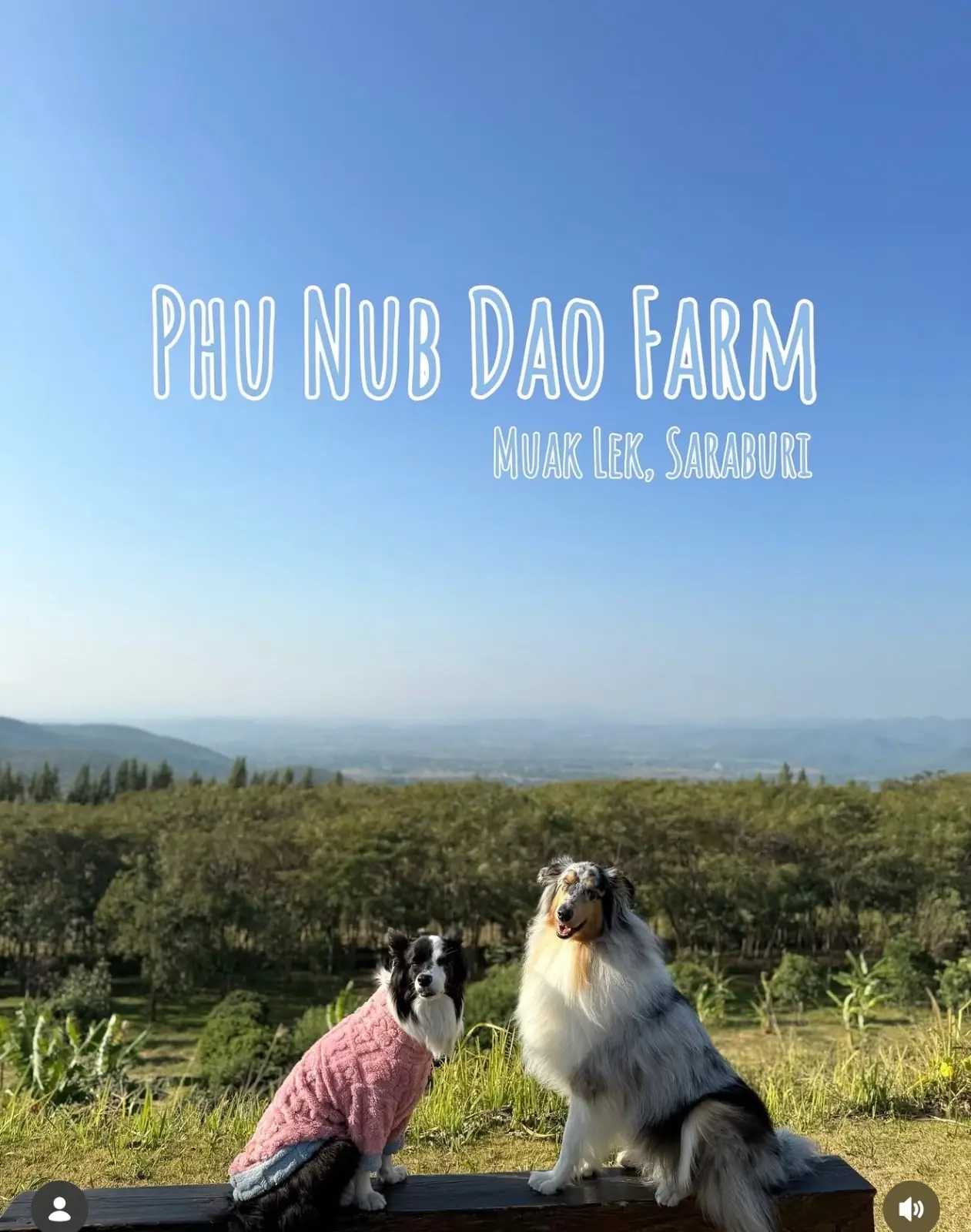 ไร่ภูนับดาว pets image 2