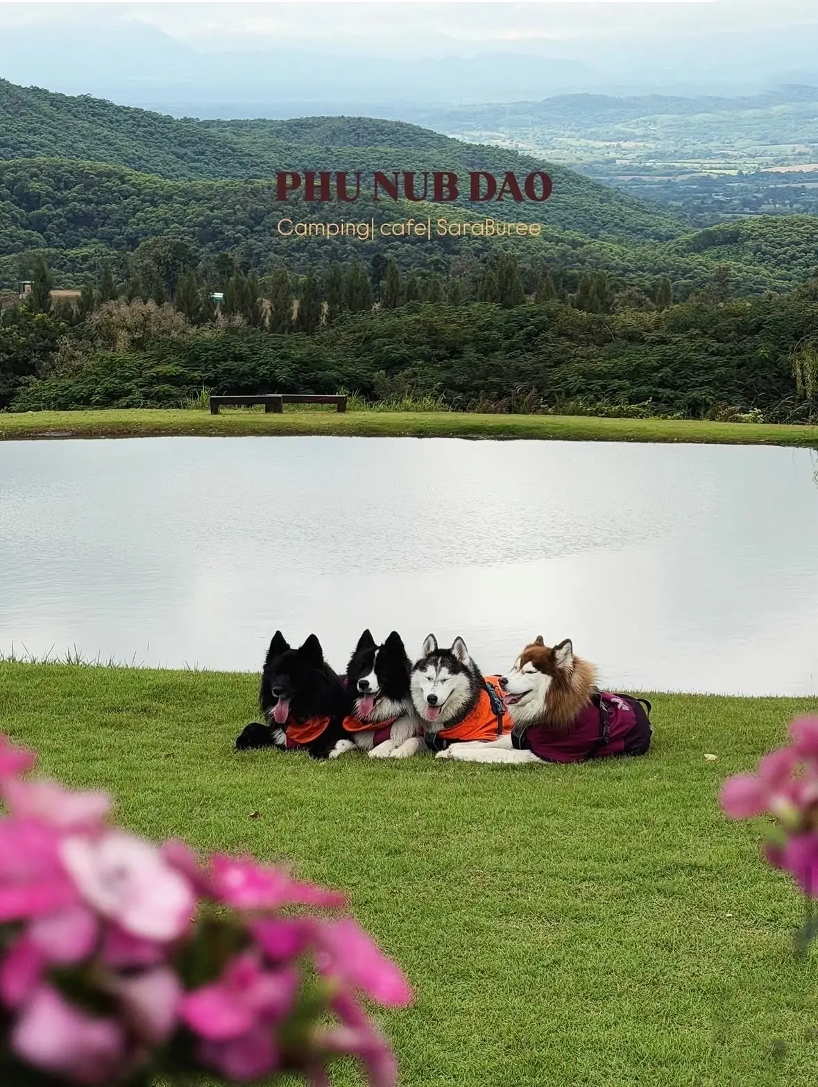 ไร่ภูนับดาว pets image 6