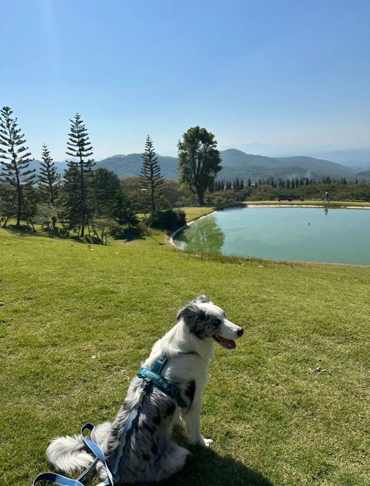 ไร่ภูนับดาว pets image 1