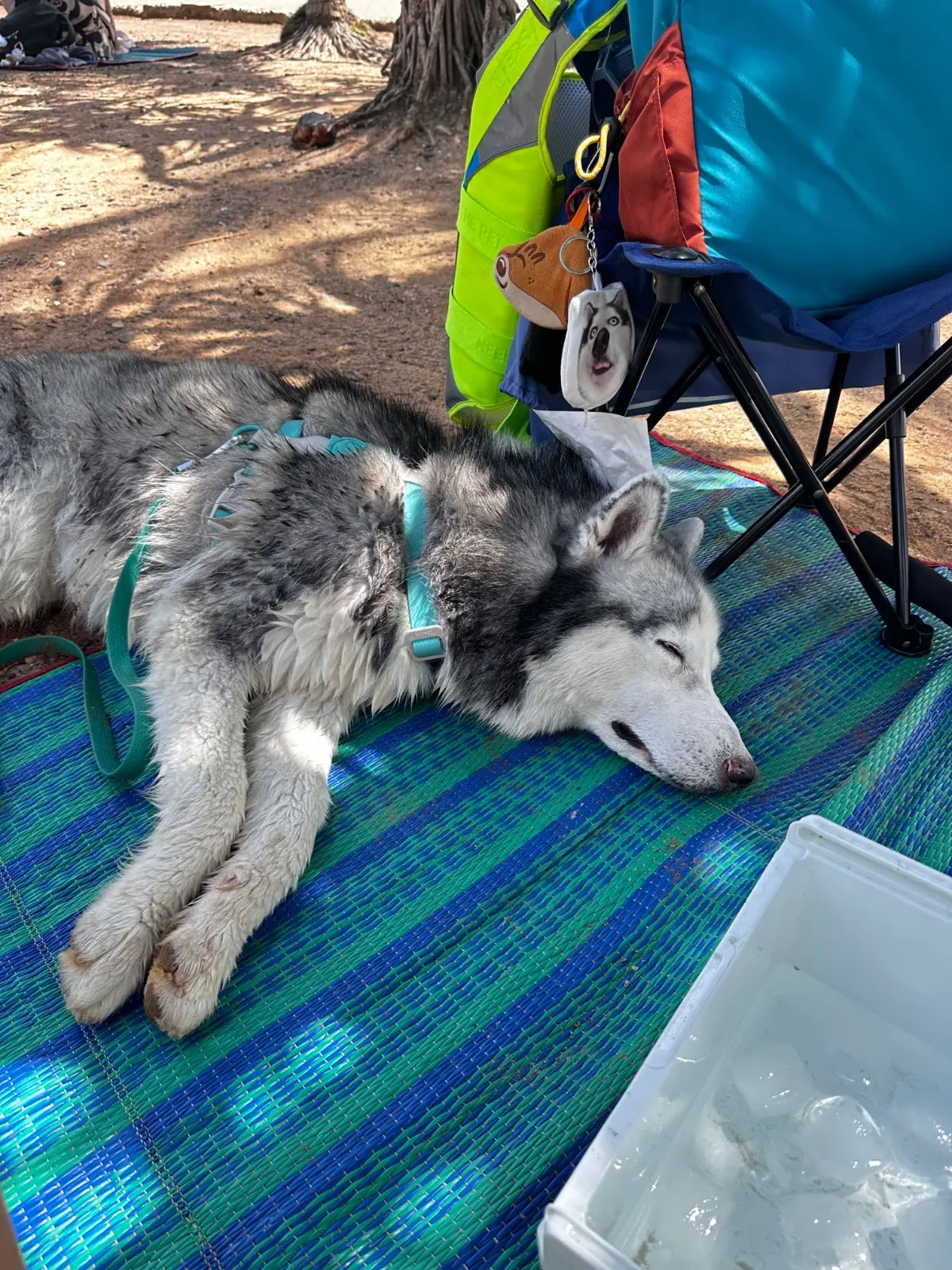 อ่าวนาวิกโยธิน หาดเตยงาม pets image 1