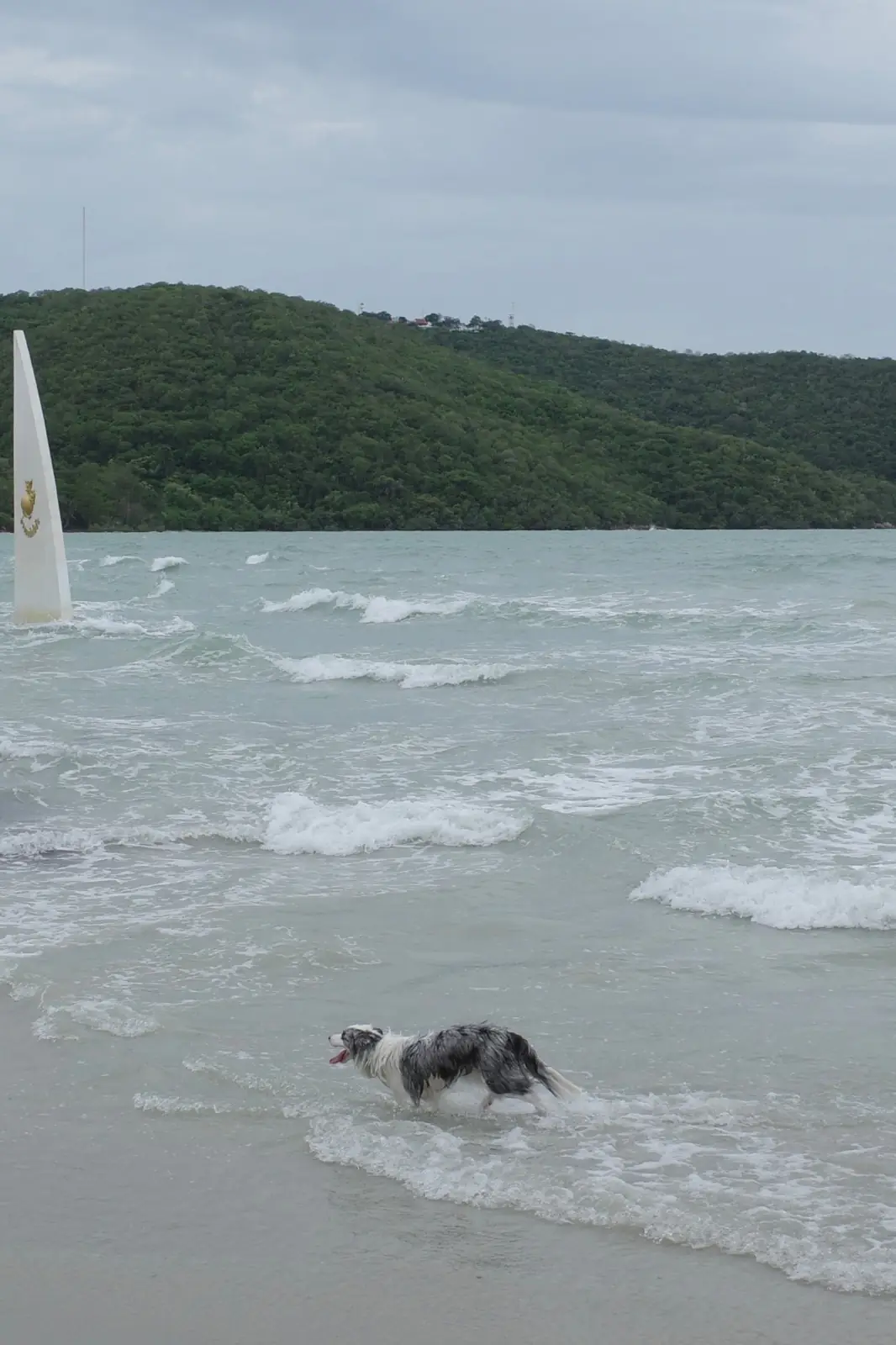 อ่าวนาวิกโยธิน หาดเตยงาม pets image 6