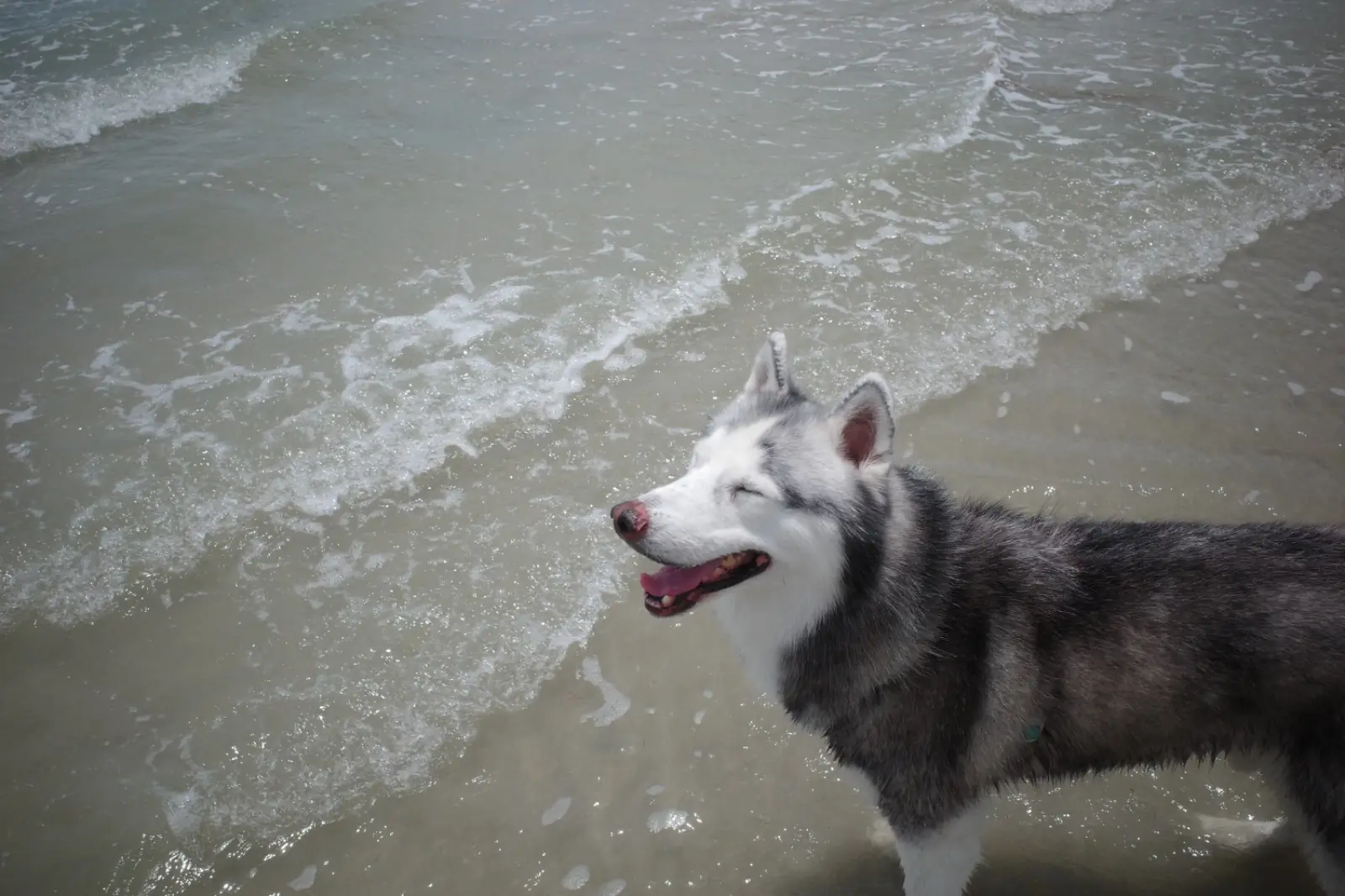อ่าวนาวิกโยธิน หาดเตยงาม pets image 2
