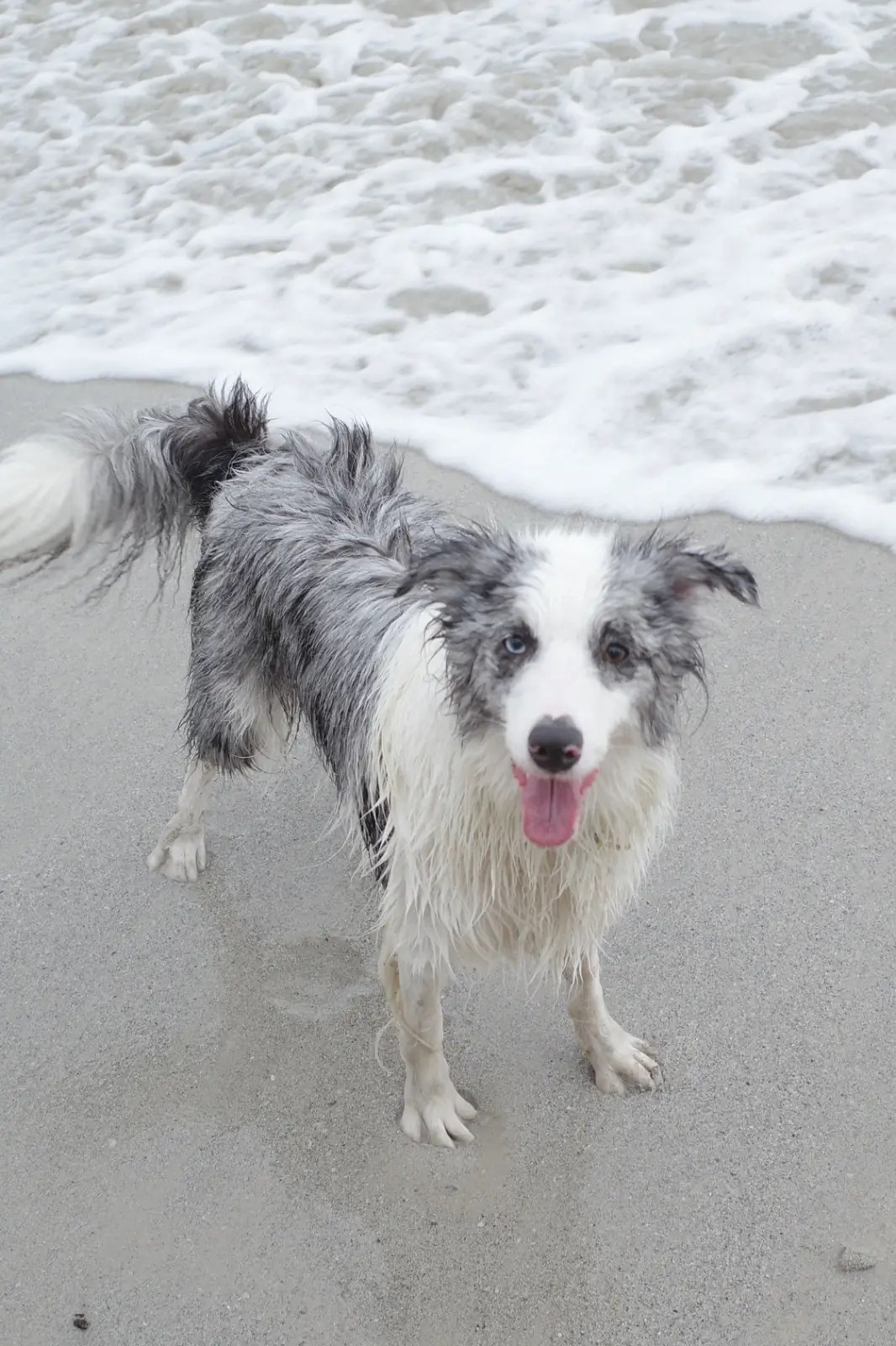 อ่าวนาวิกโยธิน หาดเตยงาม pets image 7