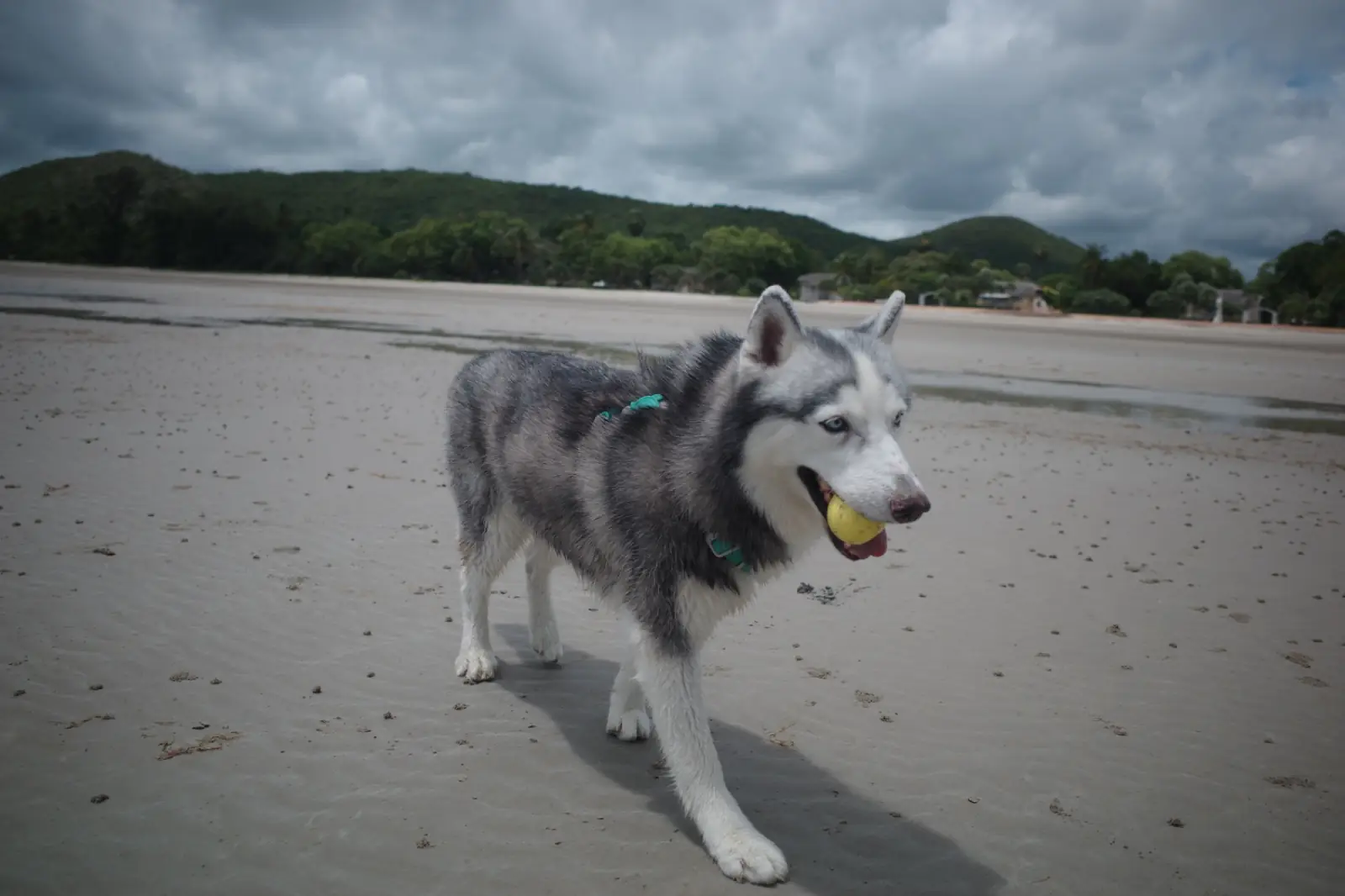 อ่าวนาวิกโยธิน หาดเตยงาม pets image 4