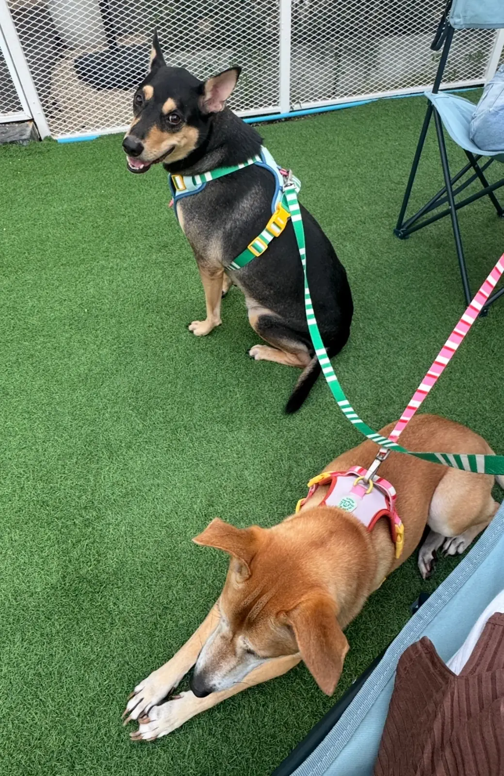 My Paws Backyard pets image 3