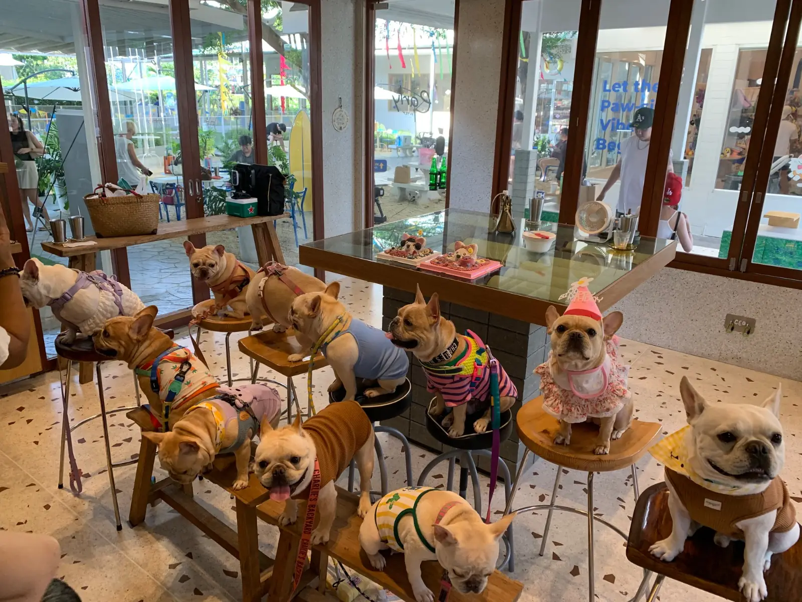 My Paws Backyard pets image 6