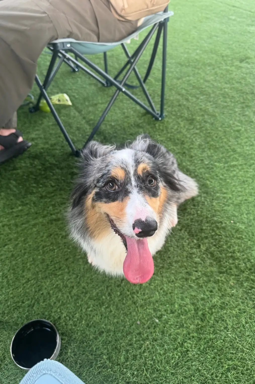 My Paws Backyard pets image 5