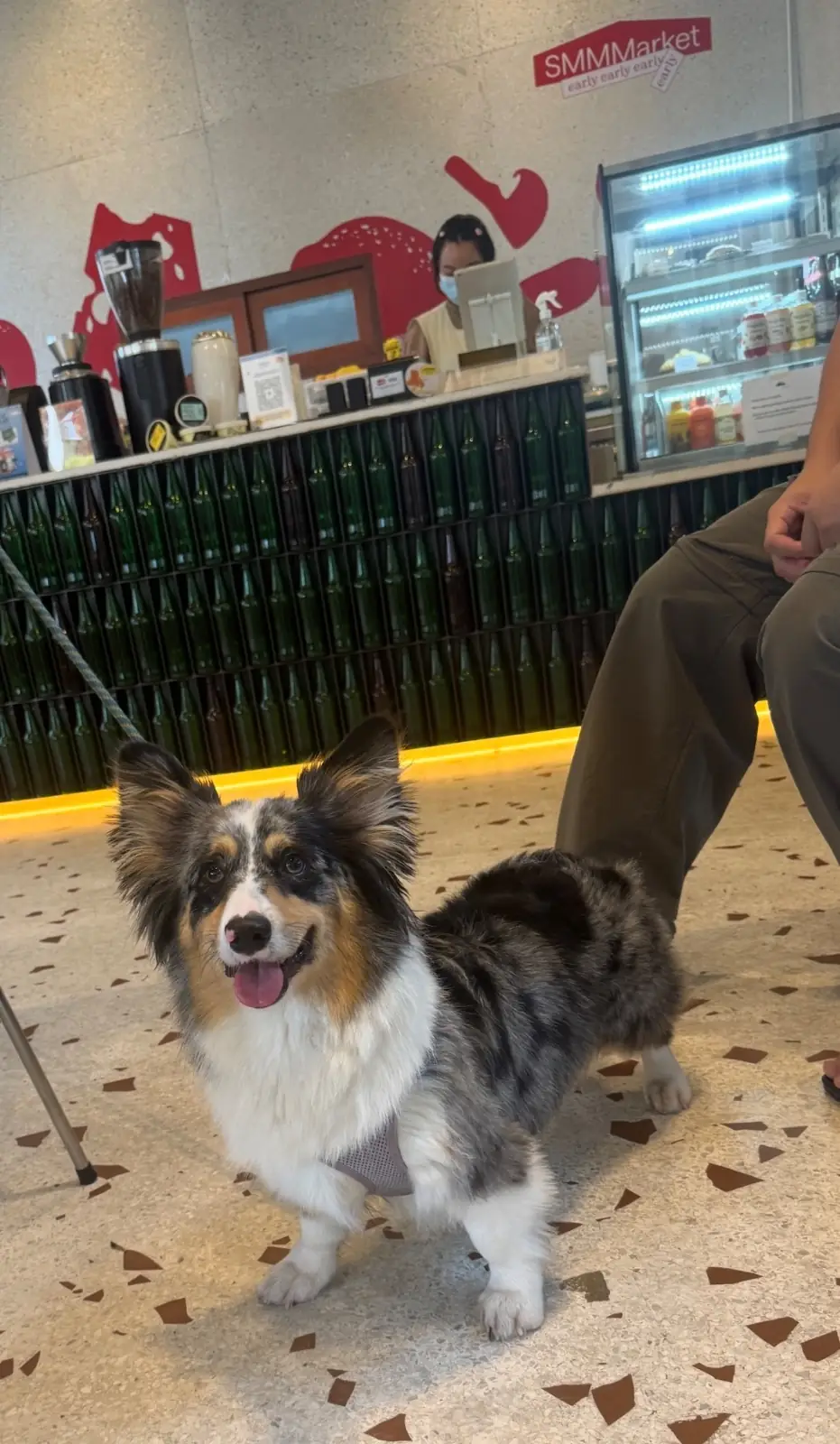 My Paws Backyard pets image 4