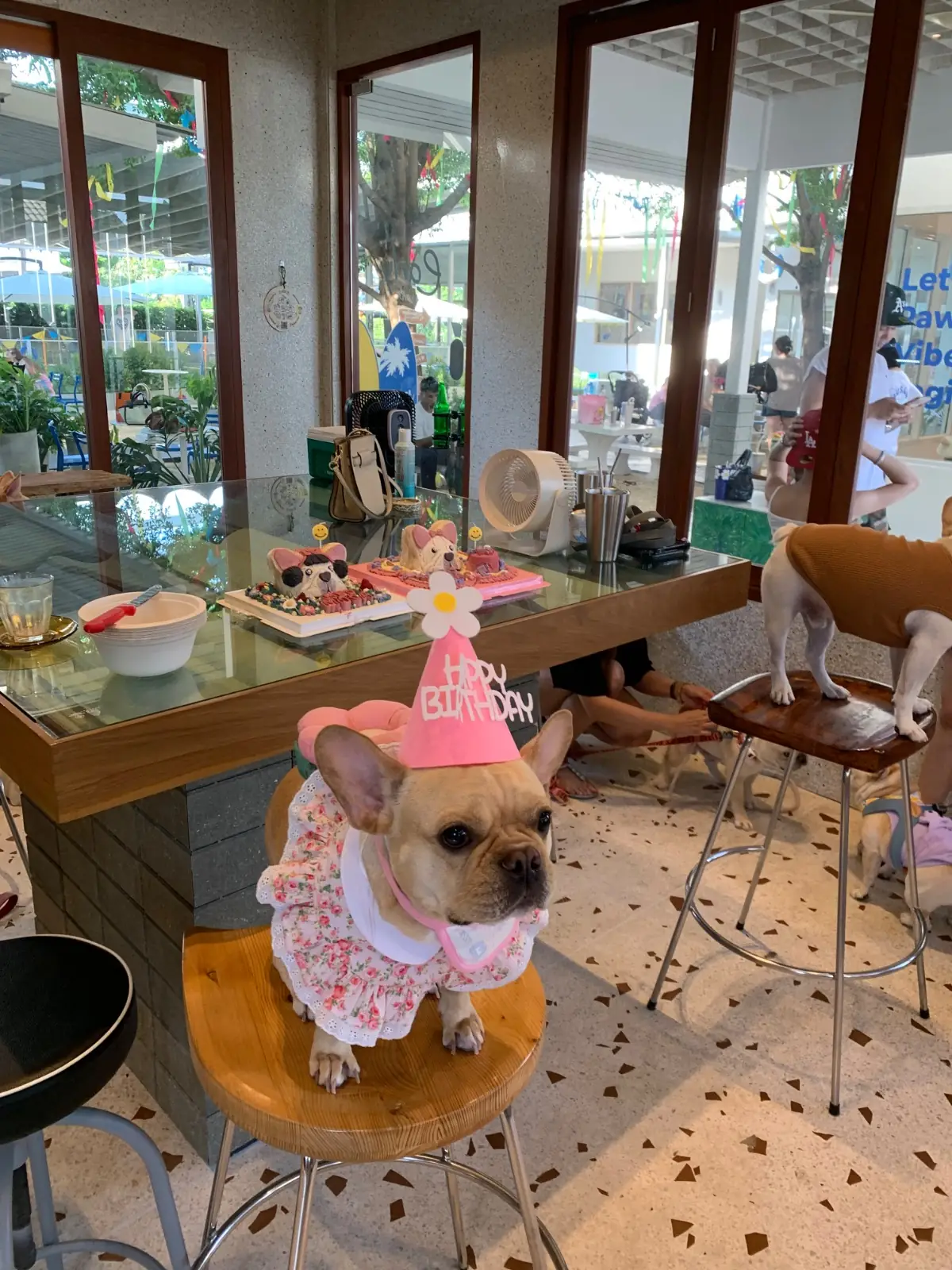 My Paws Backyard pets image 8