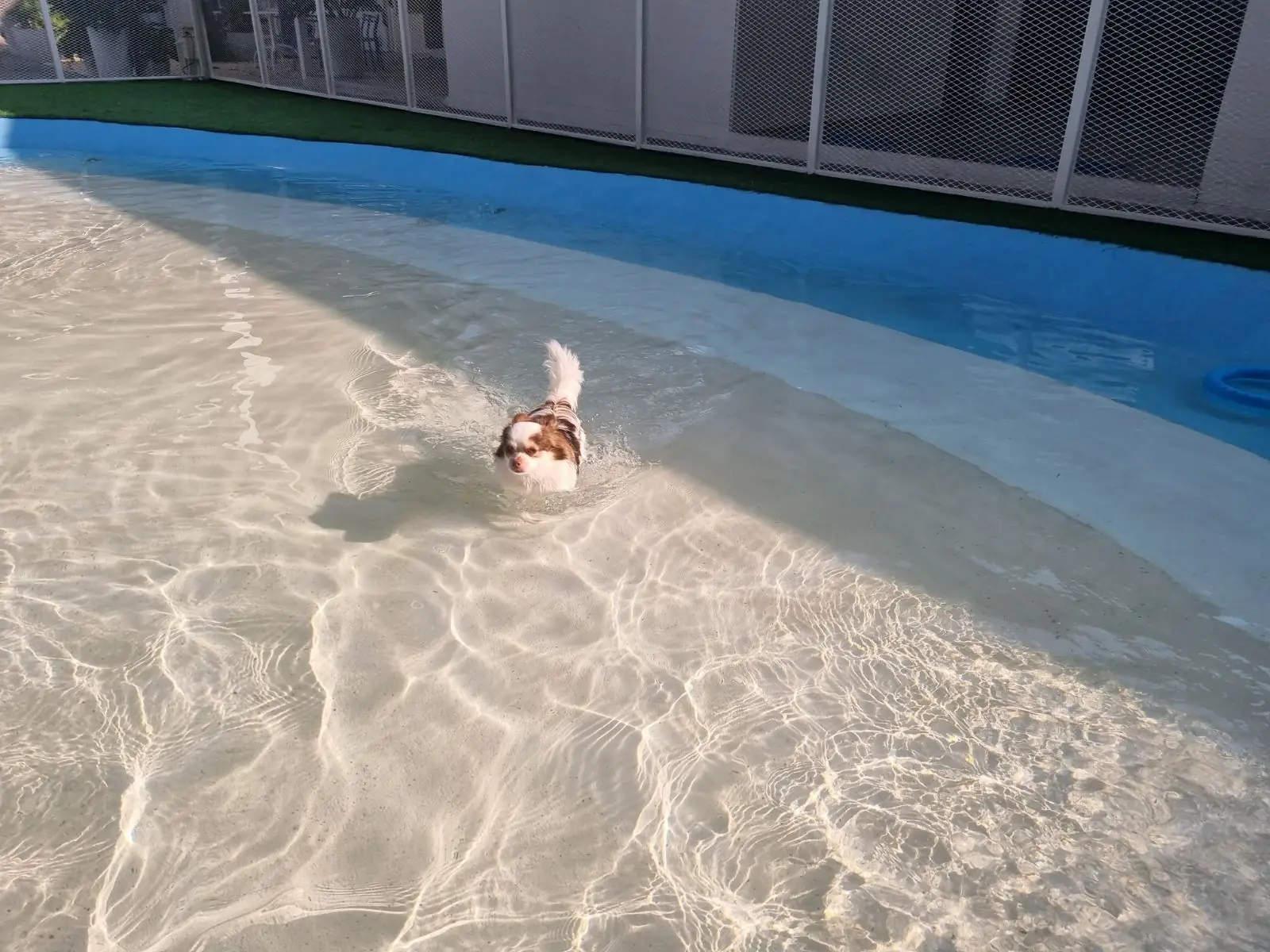 My Paws Backyard pets image 1