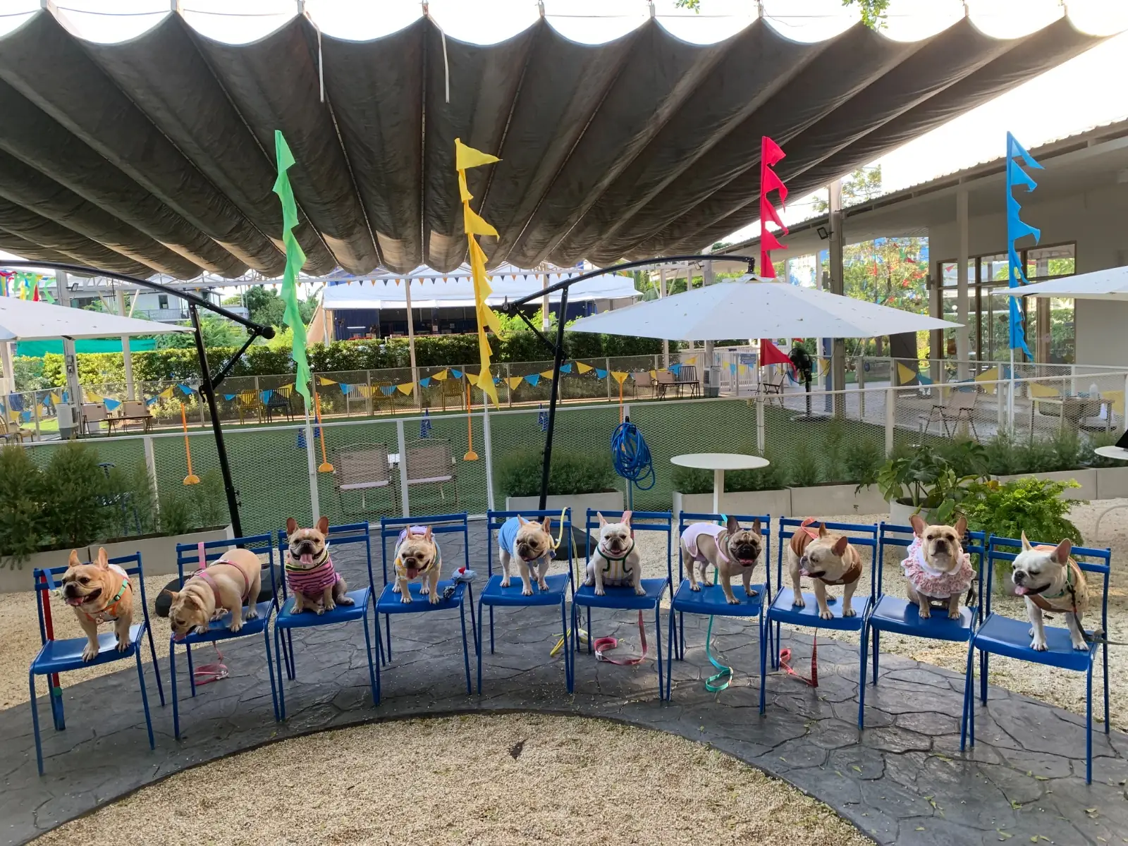 My Paws Backyard pets image 7