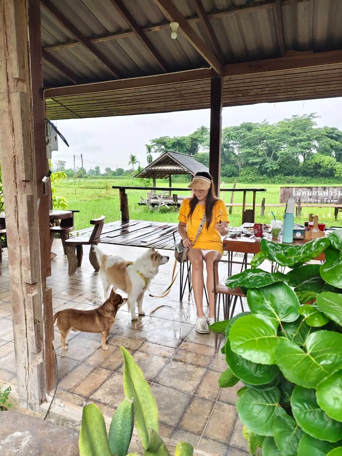 Maimorn Farm cafe pets image 2