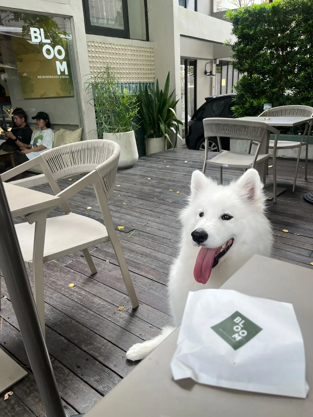 บลูม ไดน์นิ่ง pets image 4