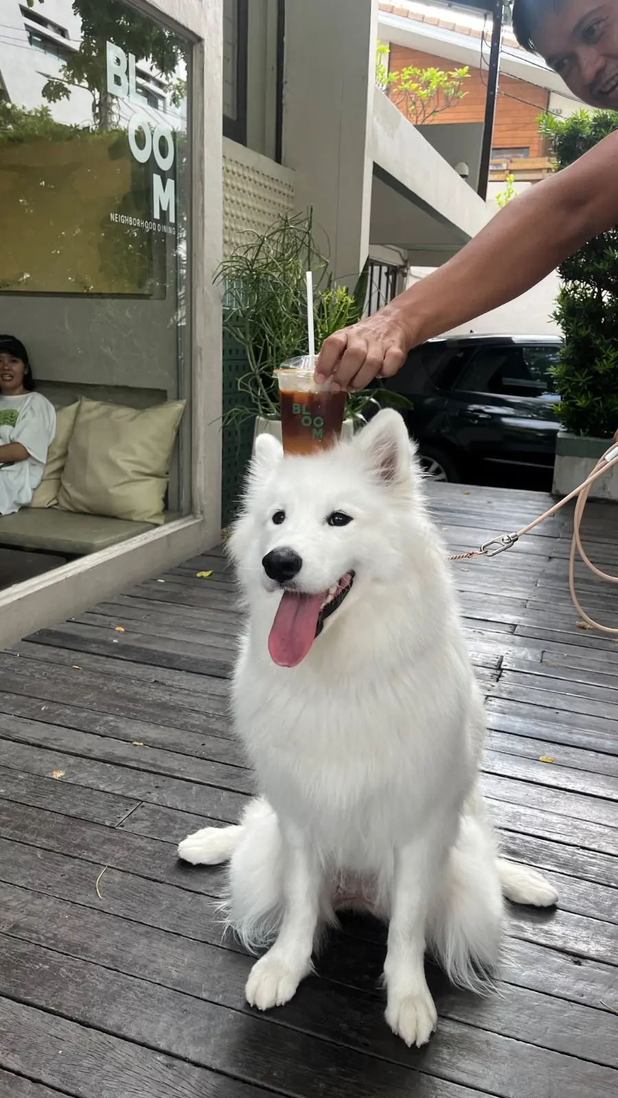 บลูม ไดน์นิ่ง pets image 1