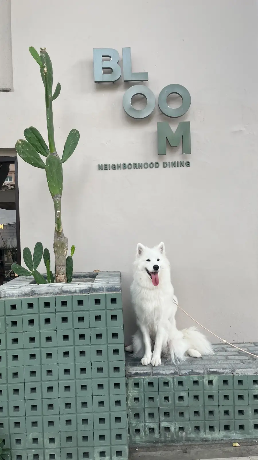 บลูม ไดน์นิ่ง pets image 2