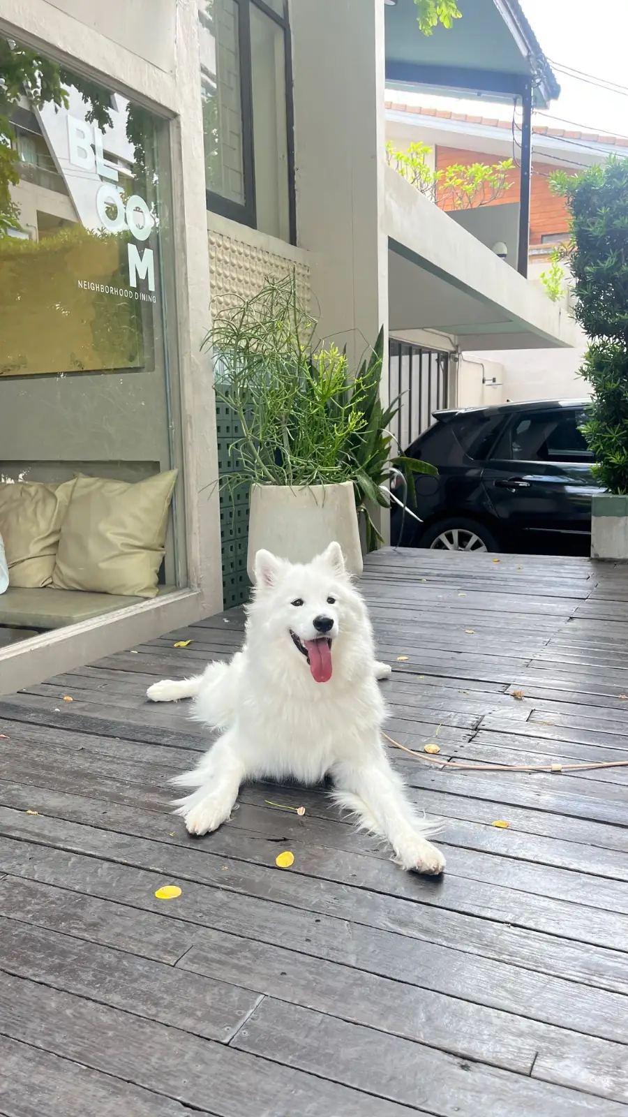 บลูม ไดน์นิ่ง pets image 3
