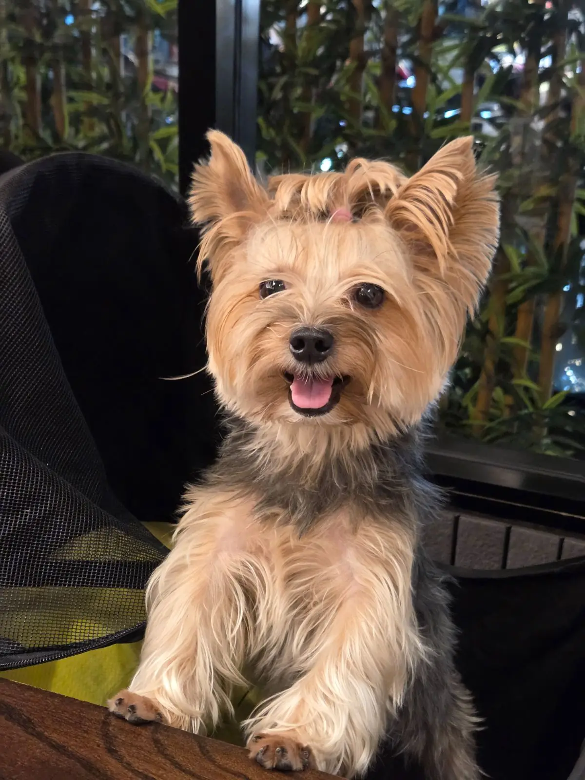 TIKISHI pets image 1