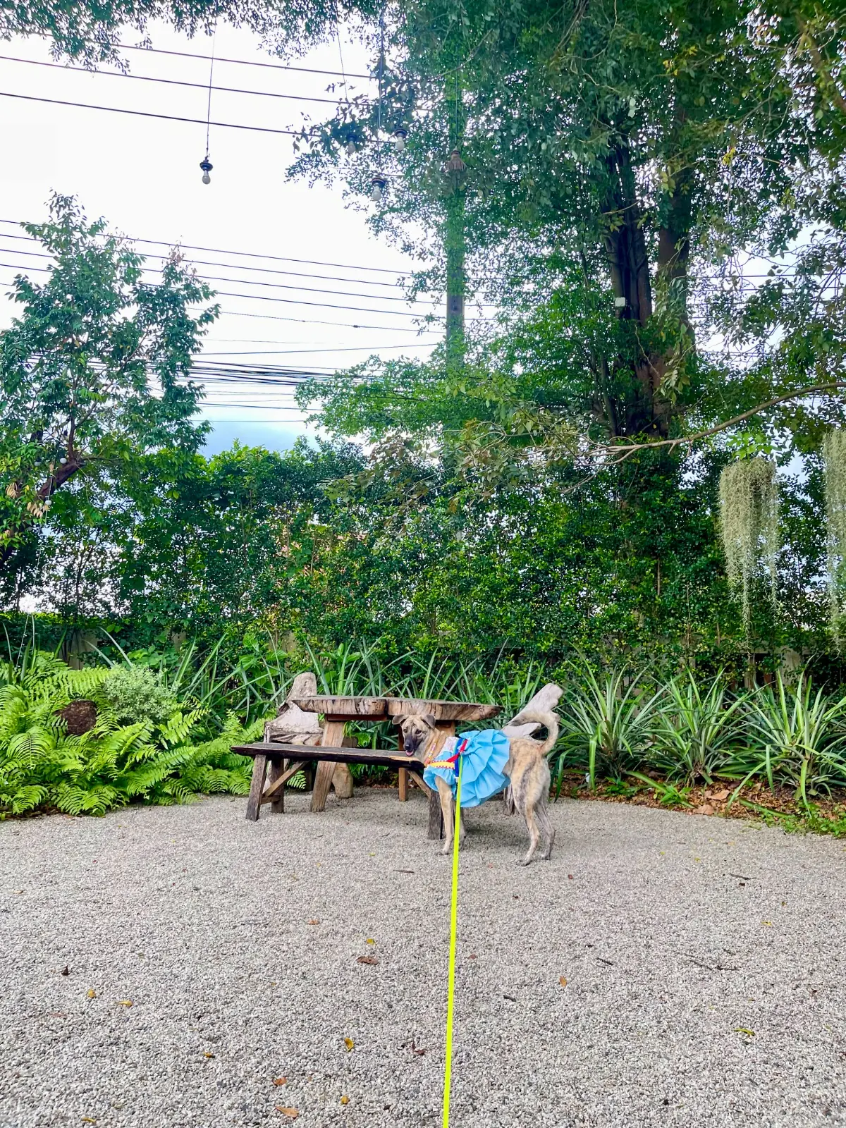 Humble Farm Kitchen pets image 1