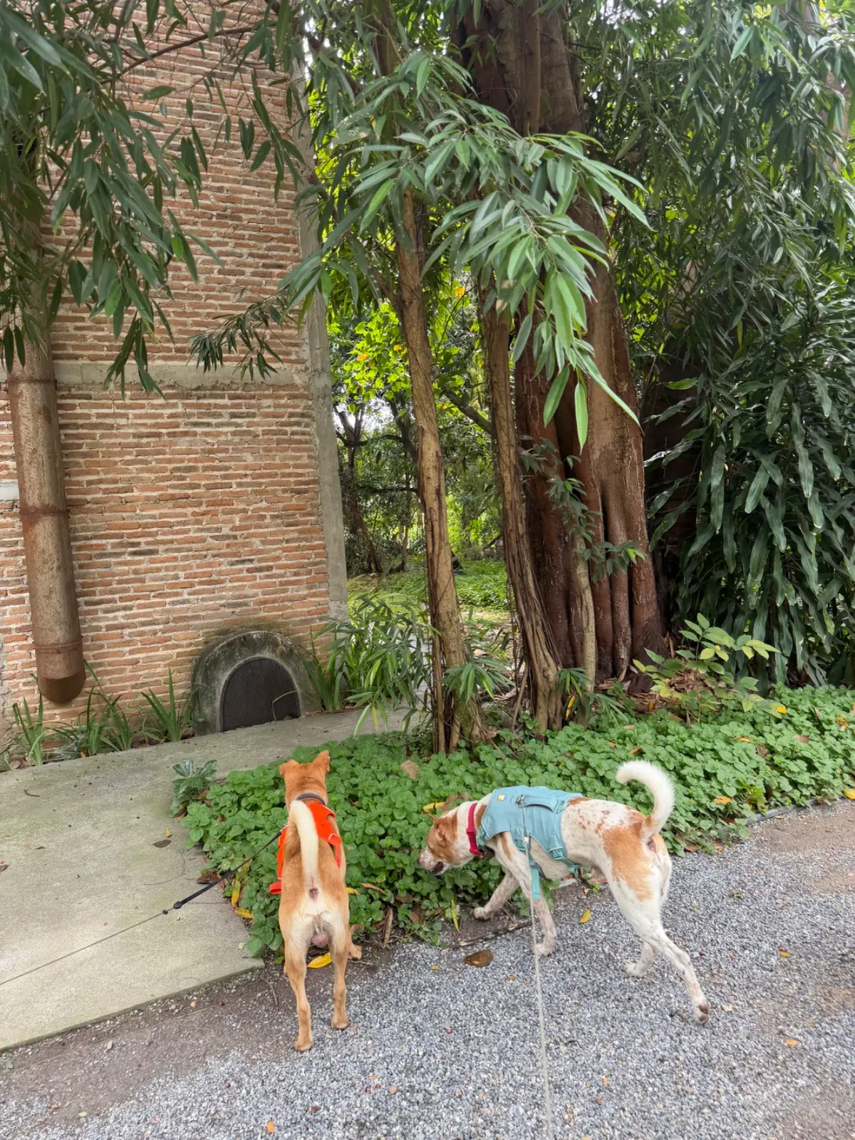 Café โรงบ่ม pets image 4