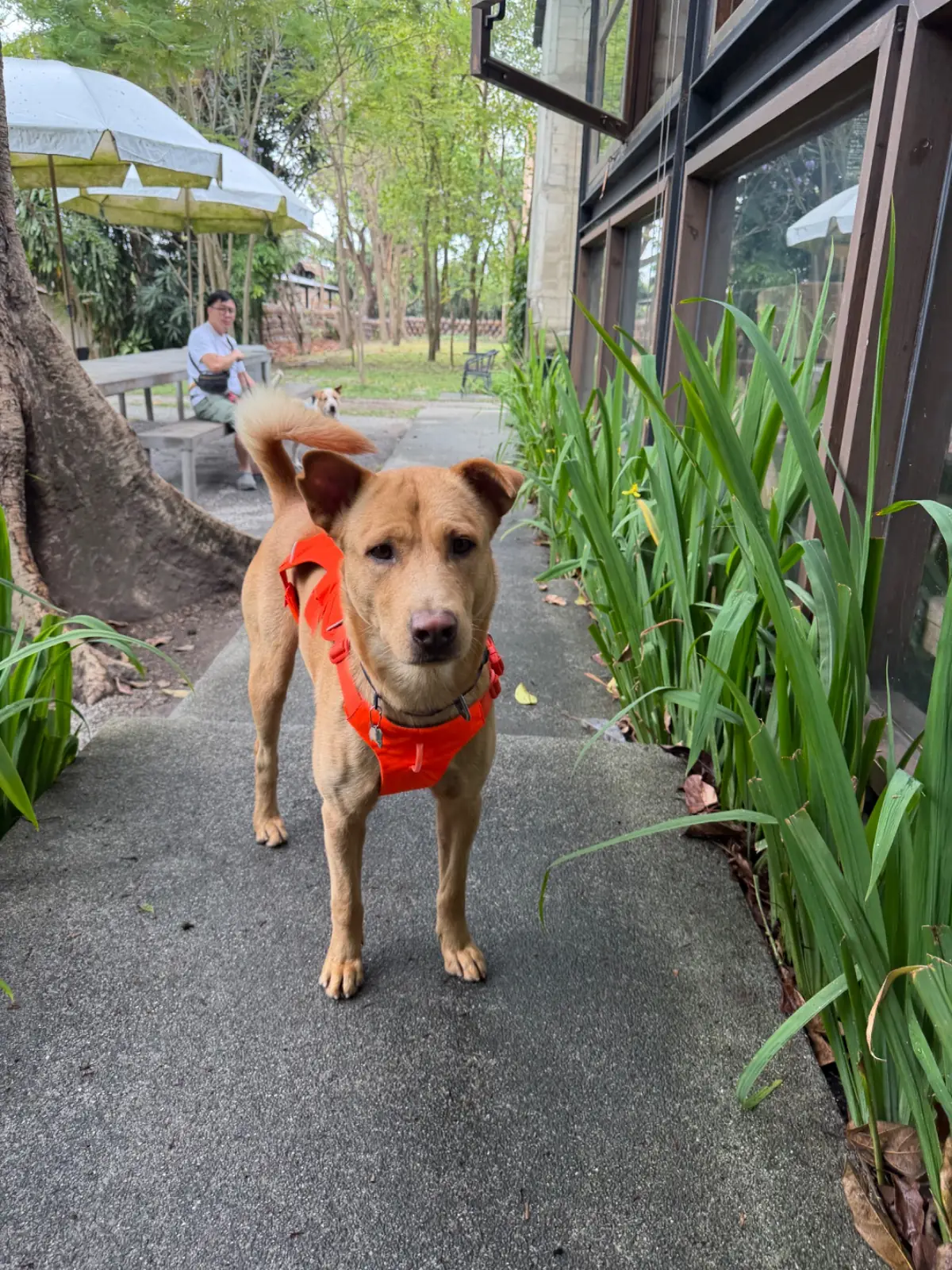 Café โรงบ่ม pets image 1