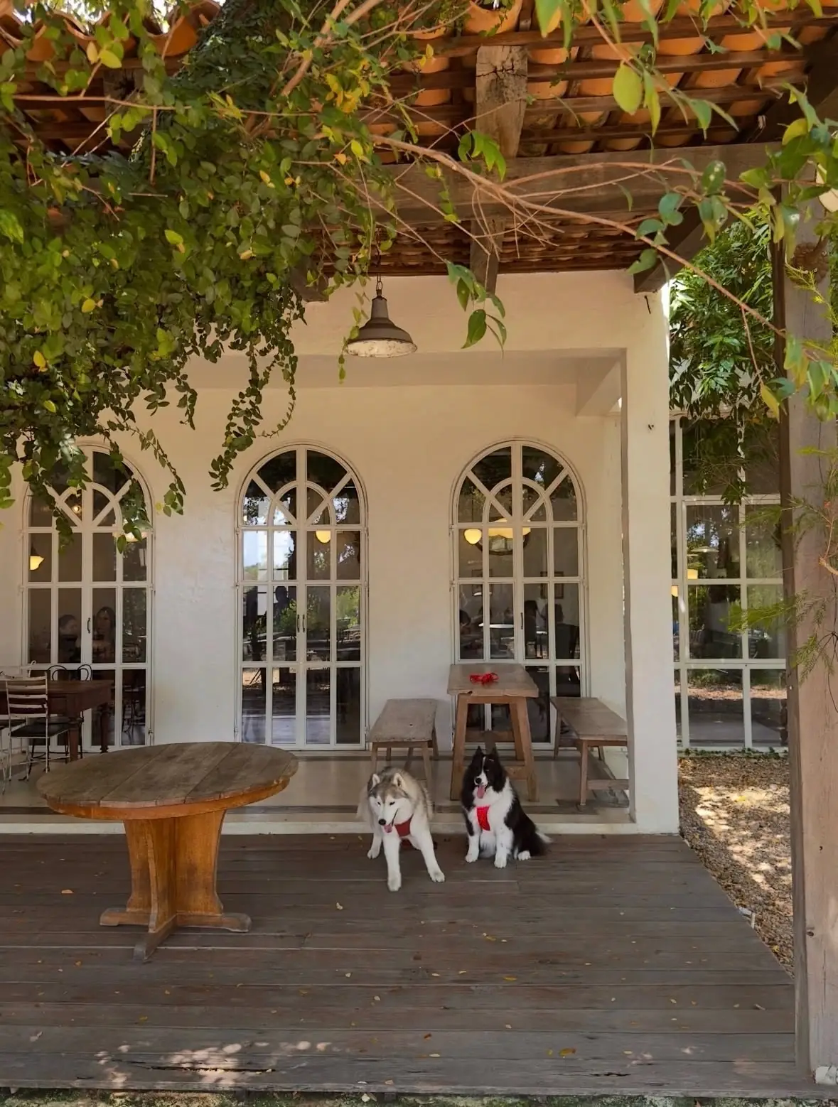 La bella's pets image 1