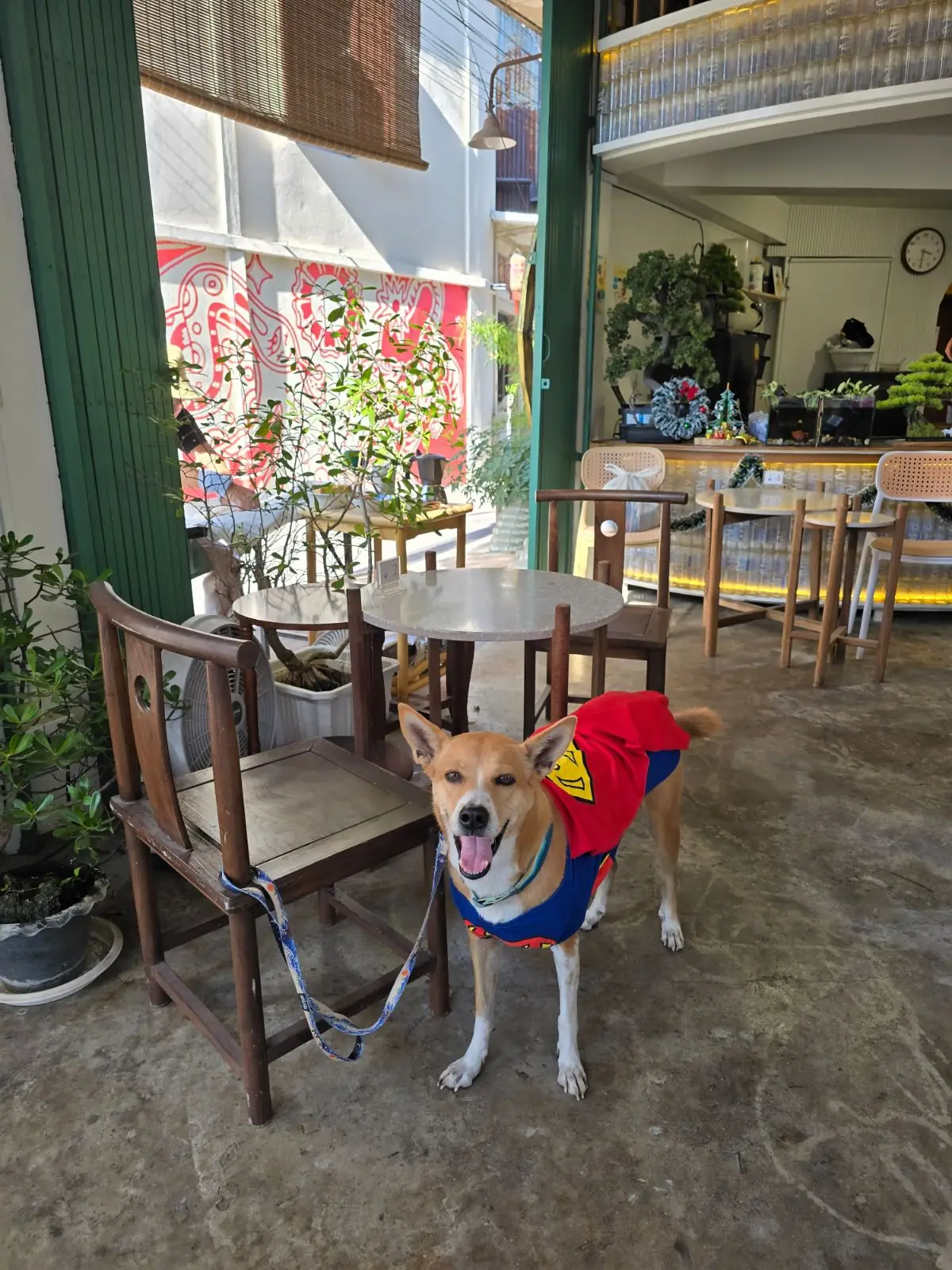 House of Glow Café pets image 2