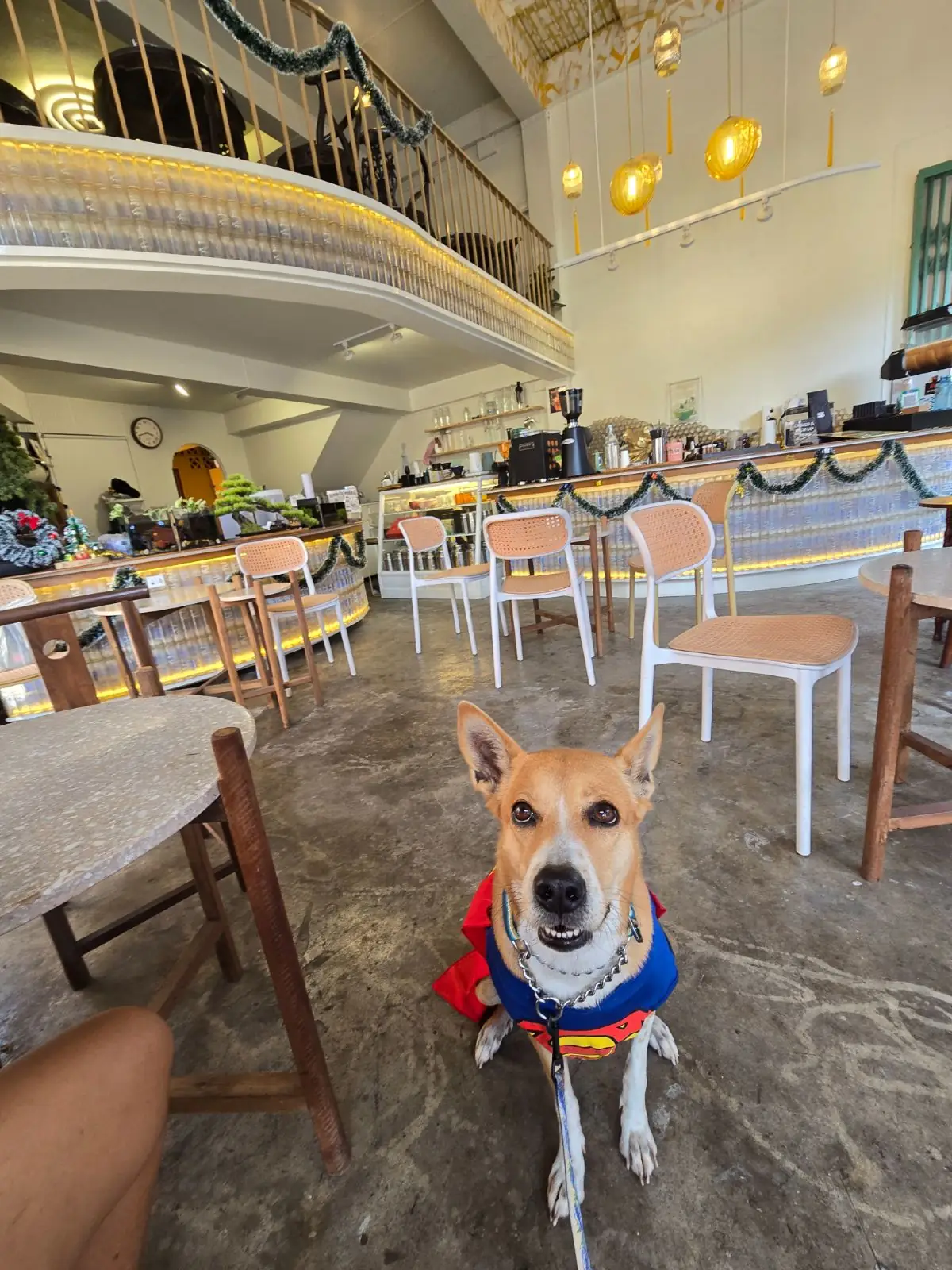 House of Glow Café pets image 1