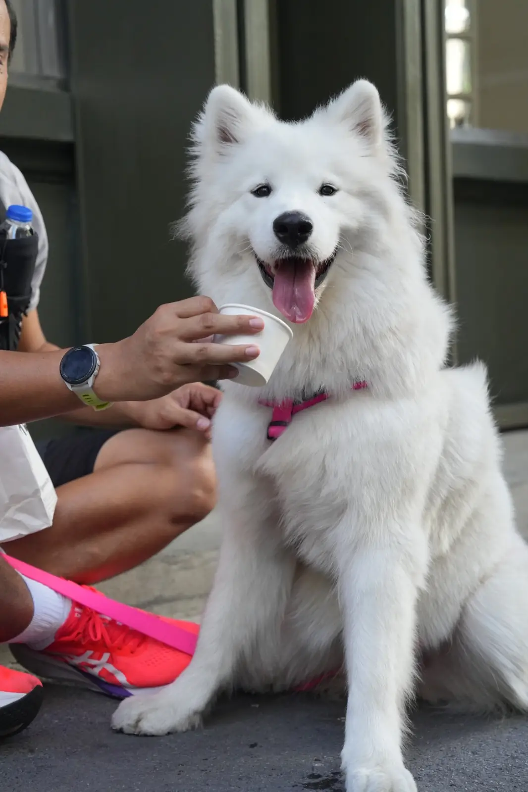 The Corner House Bangkok pets image 2
