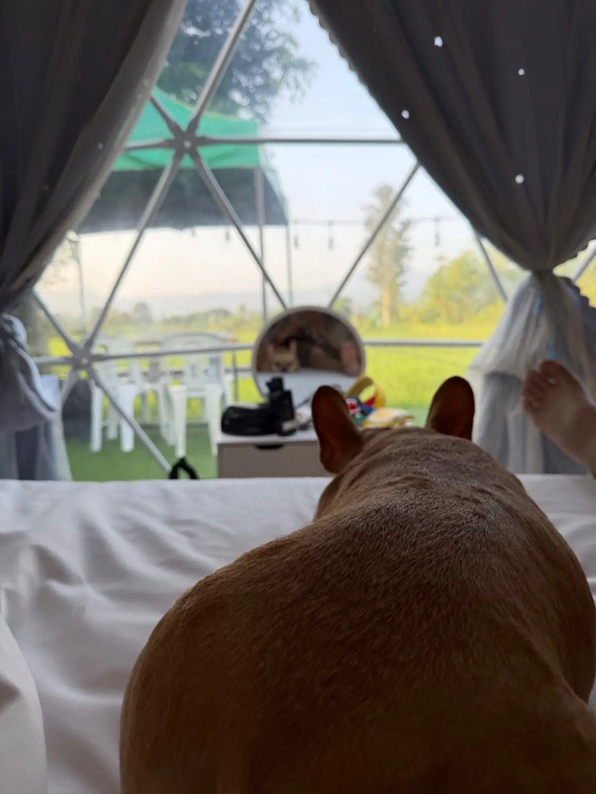ภูอิงนา​ คาเฟ่​ แอนด์​ รีสอร์ท​ pets image 2