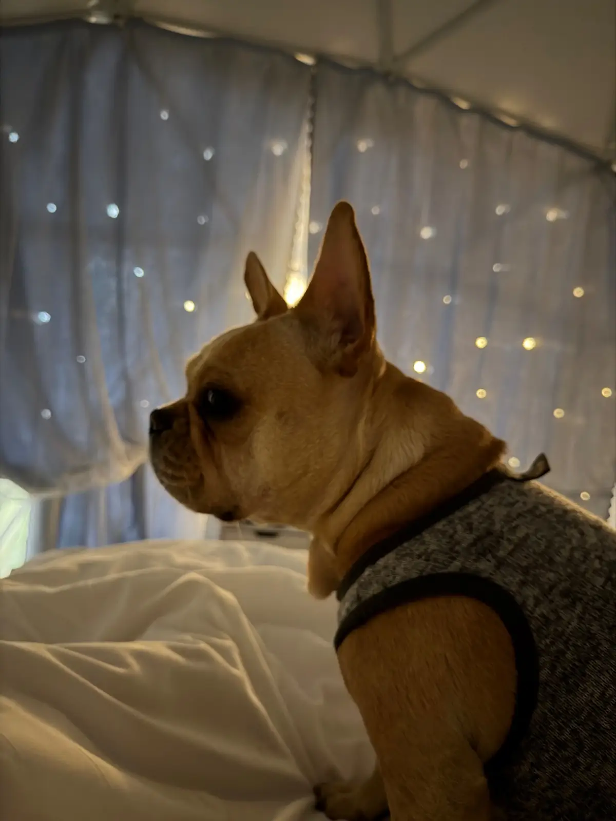 ภูอิงนา​ คาเฟ่​ แอนด์​ รีสอร์ท​ pets image 4