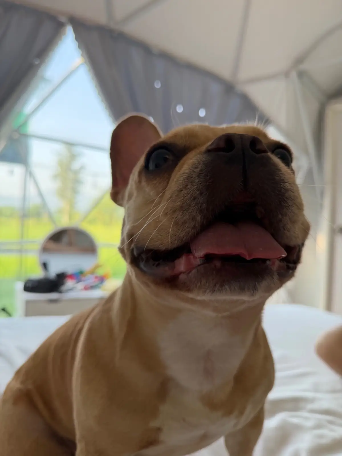 ภูอิงนา​ คาเฟ่​ แอนด์​ รีสอร์ท​ pets image 3
