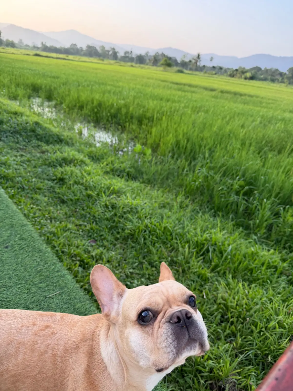 ภูอิงนา​ คาเฟ่​ แอนด์​ รีสอร์ท​ pets image 5
