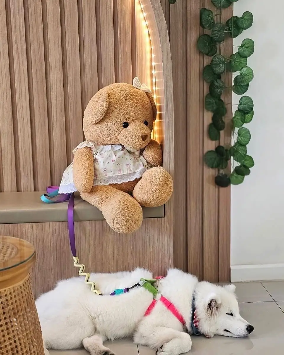 Jeji Cafe & Dessert Shop pets image 7