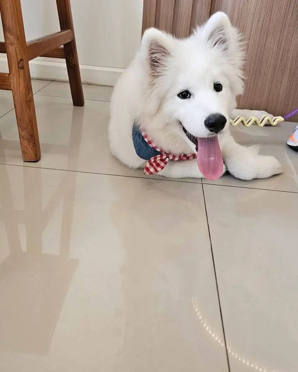 Jeji Cafe & Dessert Shop pets image 2